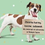 Pomoc na 4 łapy – zbiórka dla podopiecznych Nowosądeckiego Schroniska dla Zwierząt